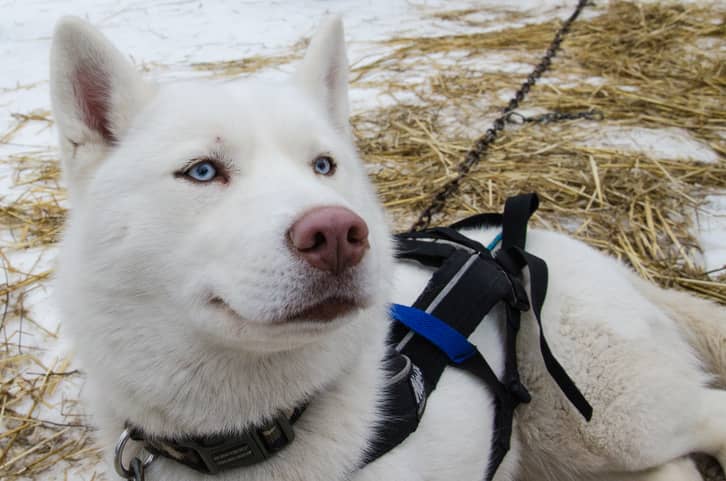 cane albino caratteristiche e cura