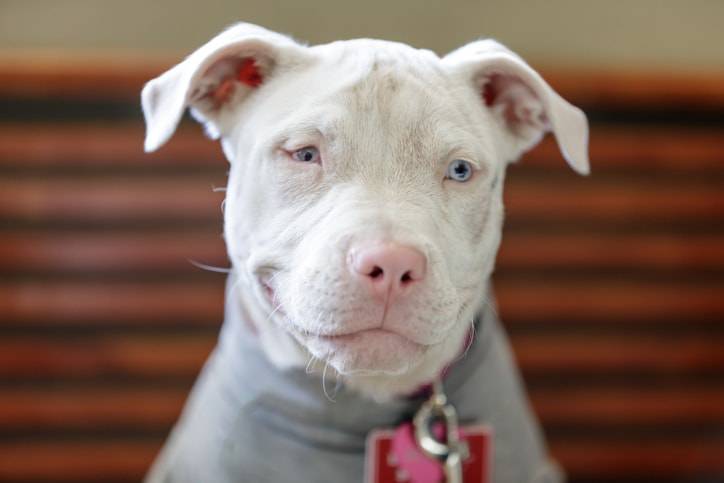 cane albino caratteristiche e cura