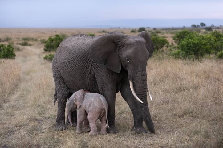 animali albini elefante rosa