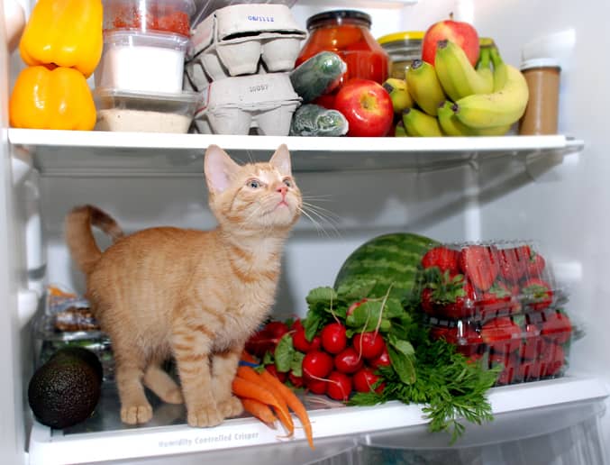 Frutta e verdura per il gatto in estate