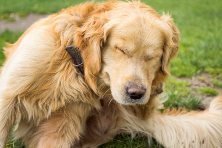 cane eruzione cutanea