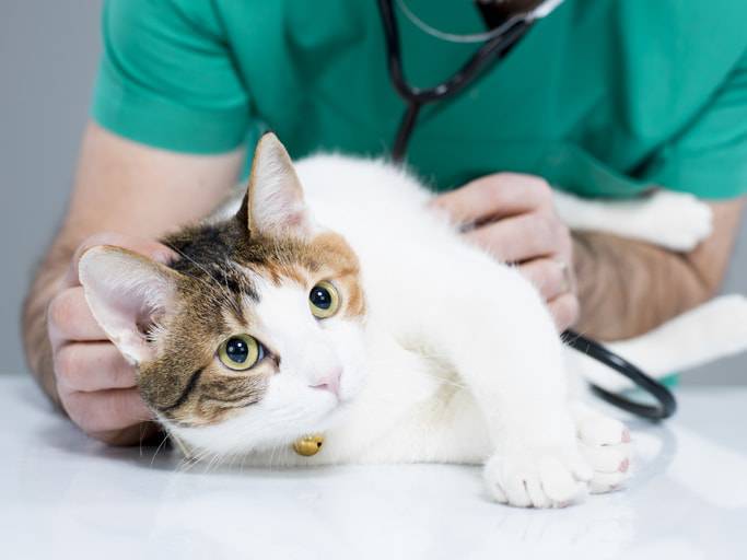 anemia nel gatto cura