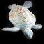 tartaruga bianca marina