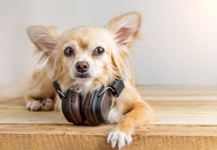 cani amano la musica