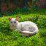 gatto albino sordo