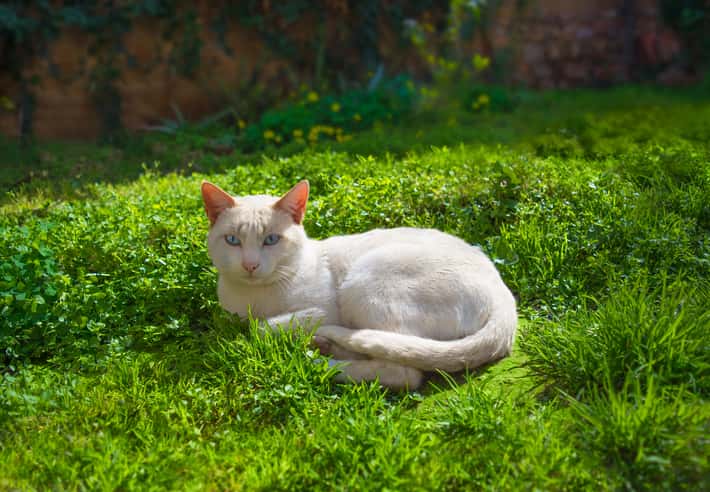 gatto albino sordo