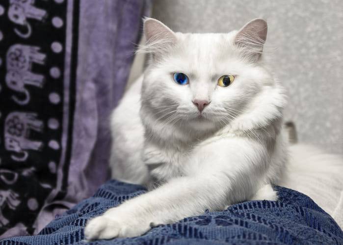 gatto albino caratteristiche