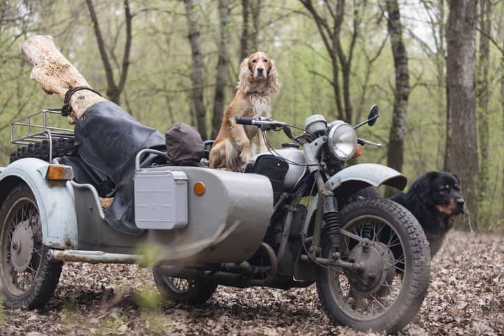 cane in moto