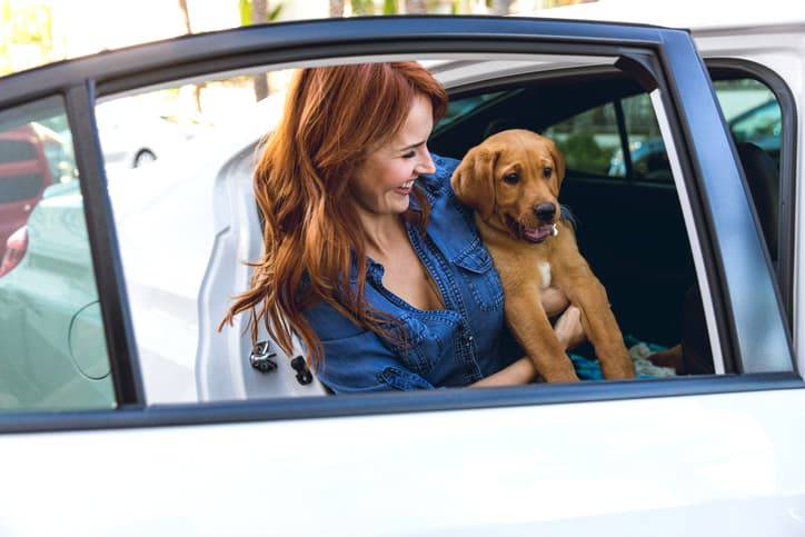 Abituare il cucciolo a viaggiare in macchina