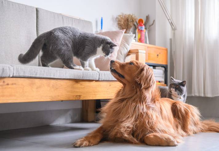 assicurazione per cane e gatto