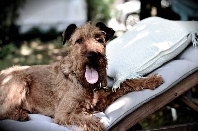 cane in giardino pericoli