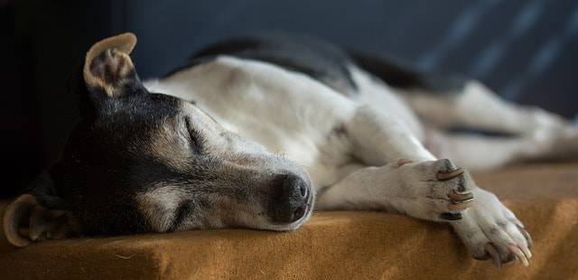 malattie muscolari del cane