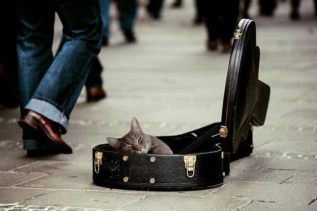 gatti amano la musica