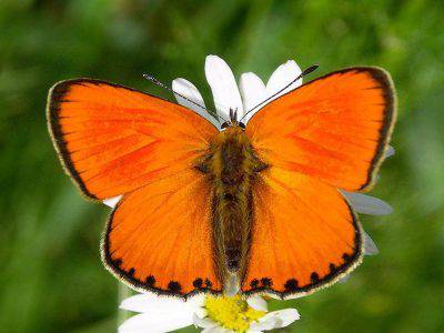 Lycaena