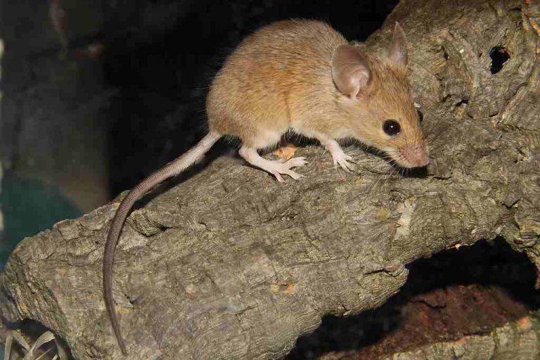 Topi e ratti: le specie più diffuse in Italia. Come evitare l'infestazione