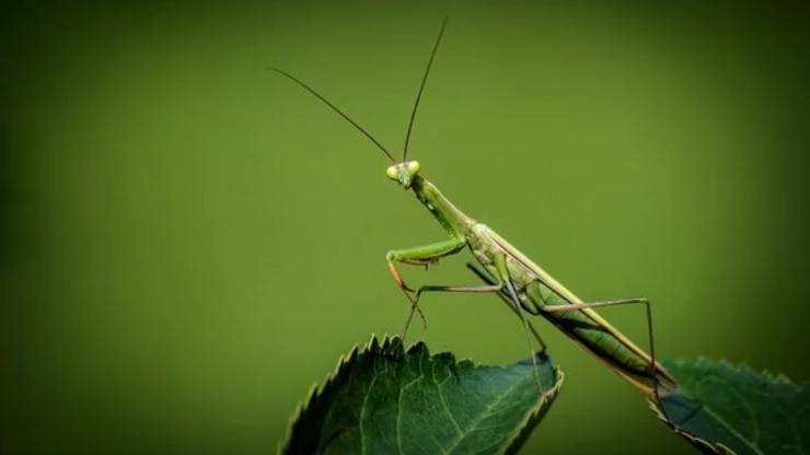 mantide religiosa caratteristiche