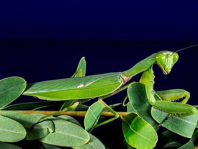 mantide religiosa come animale domestico