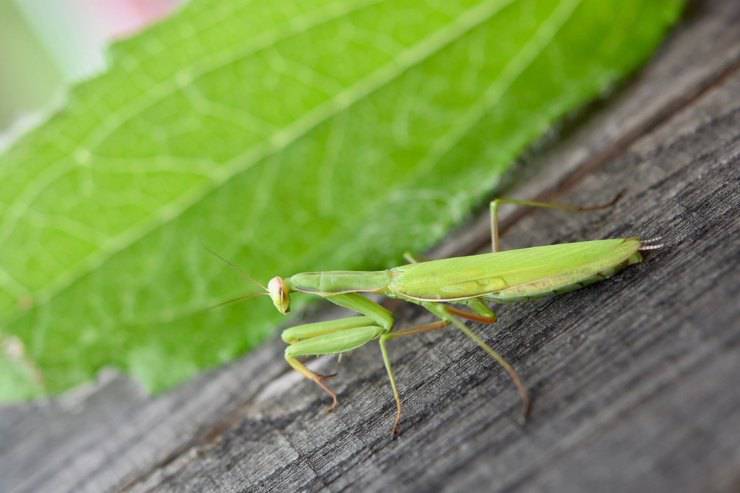 mantide religiosa caratteristiche