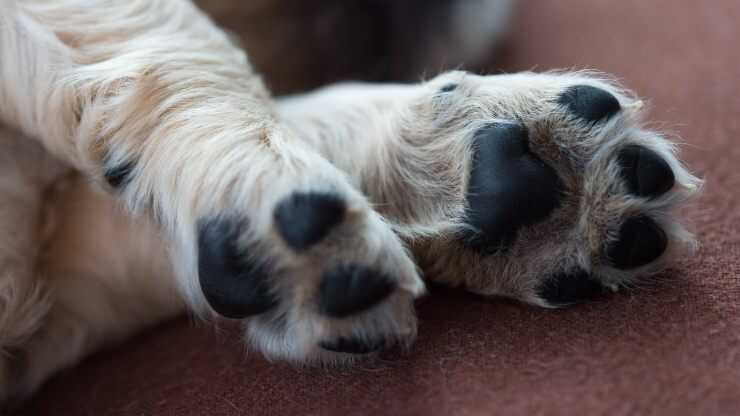 Proteggere i cuscinetti del cane