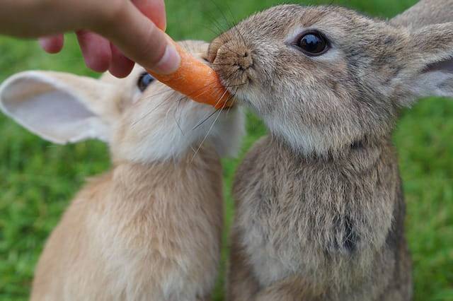 alimentazione coniglio