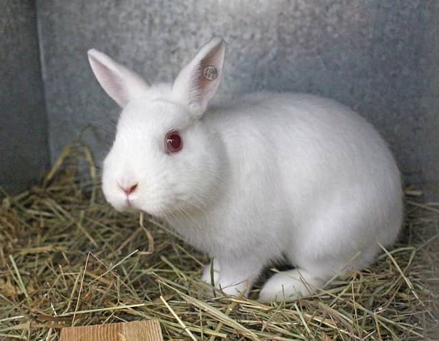animali albini coniglio