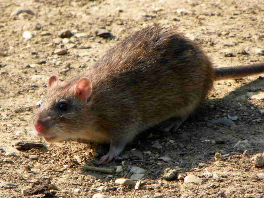 Topi E Ratti Le Specie Più Diffuse In Italia Come Evitare Linfestazione