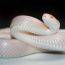 serpente albino
