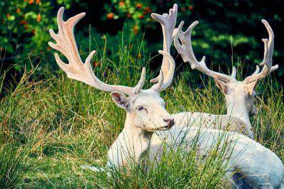 cervo albino