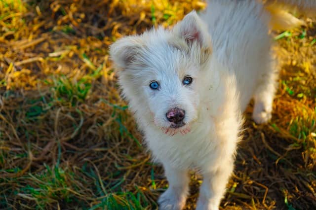 cane albino cucciolo