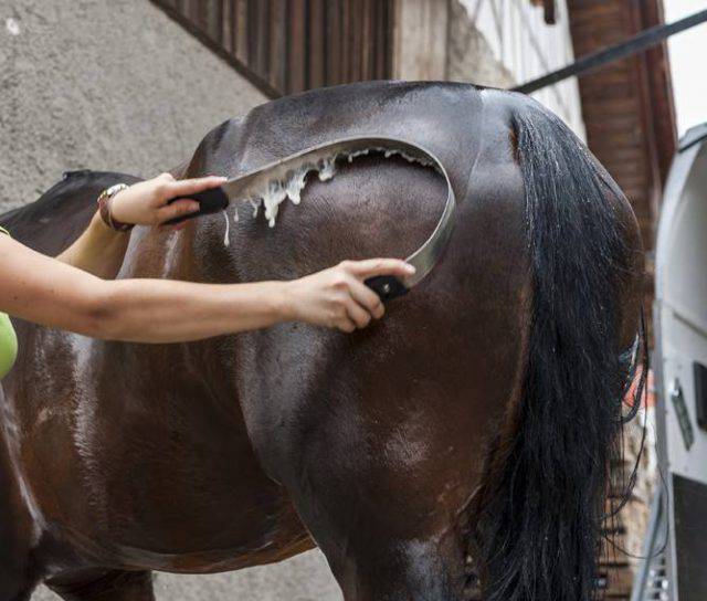 A Cosa Serve Il Ferro Di Cavallo