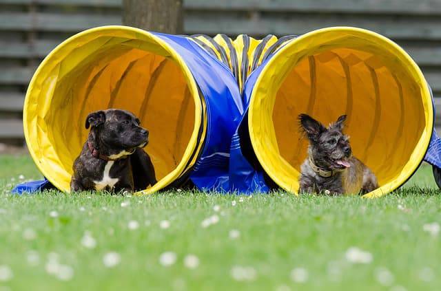 parchi giochi per cani agility