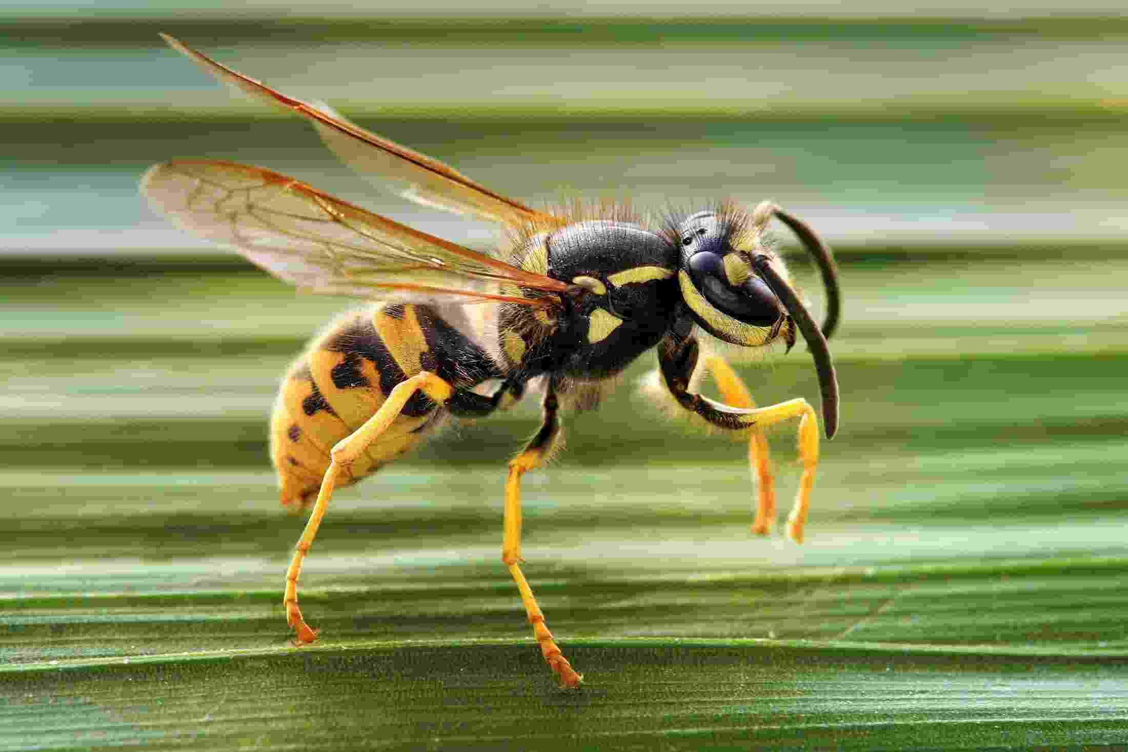 http://apicoltura.ilari.it/2019/06/08/api-vespe-bombi-e-calabrone-come-distinguerli/
