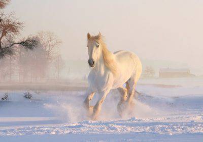 cavallo animale spirituale