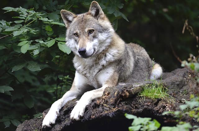 lupo in natura