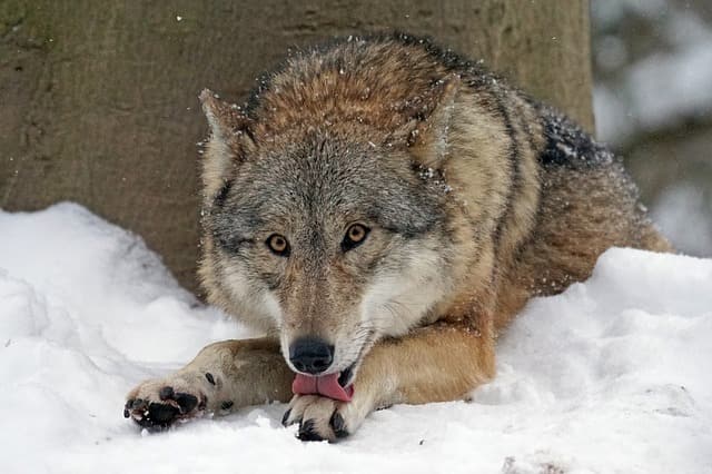 lupo nella neve