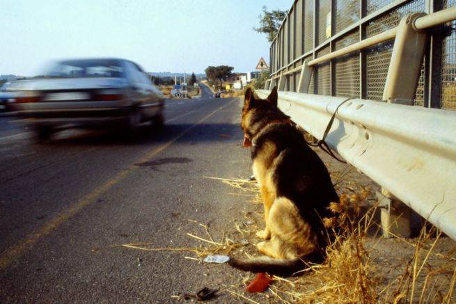 numero cani abbandonati strada
