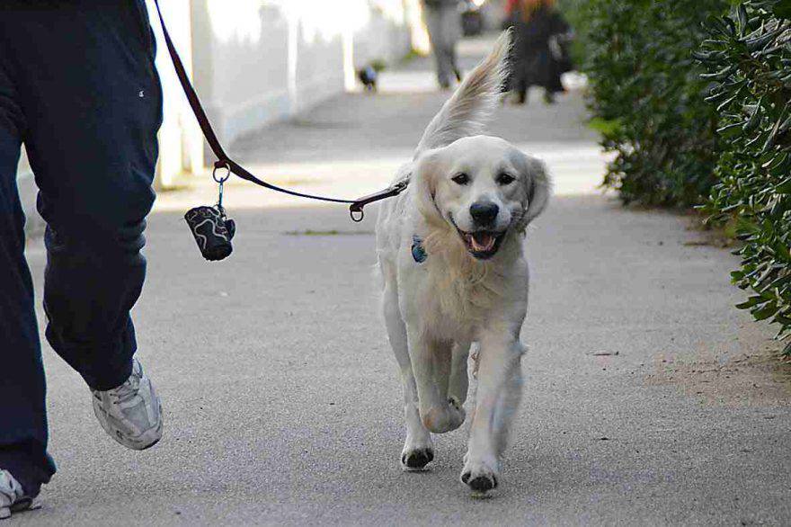 patentino per cani