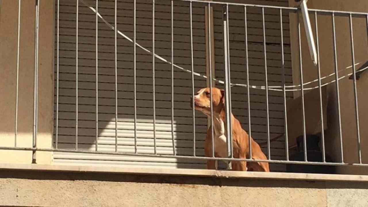 Segnalare un cane lasciato in balcone: quando si tratta di maltrattamento