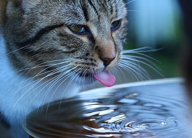 quanta acqua deve bere il gatto