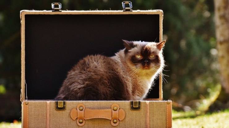 trasloco con il gatto senza stress