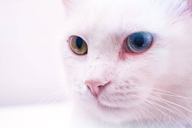 Gatti Con Occhi Di Colore Diverso Scopri Come E Perchè