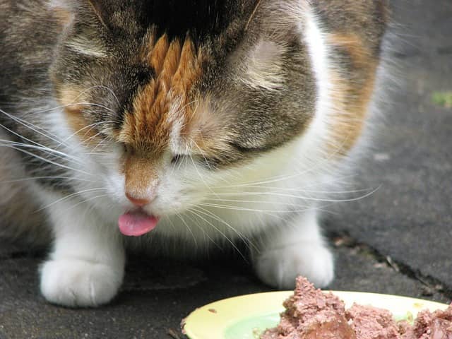gatto non ha fame