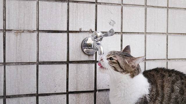 gatto beve acqua