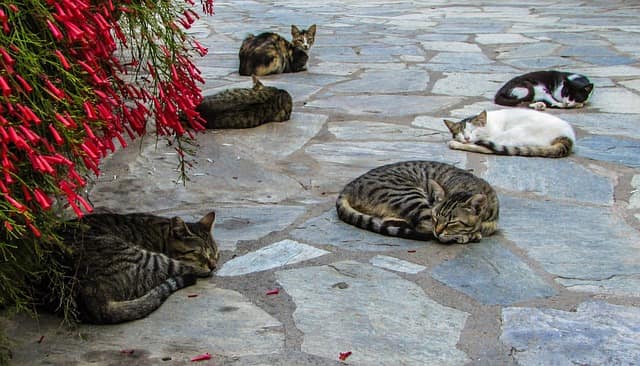 isola gatto grecia