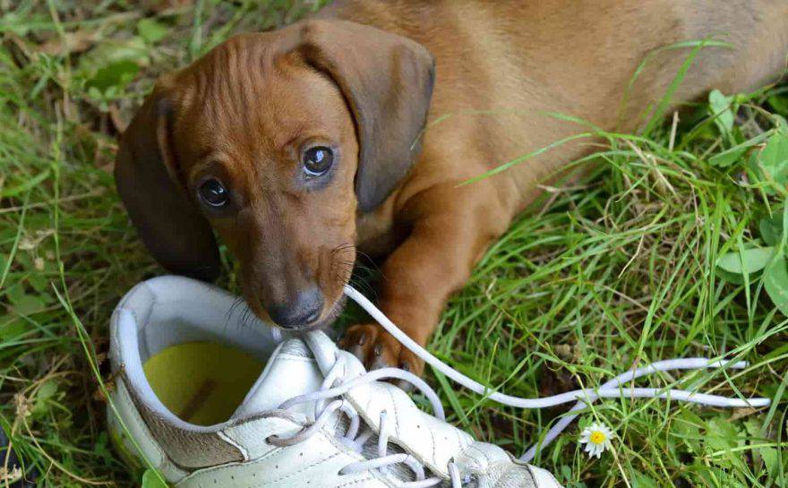 cane mangia scarpe