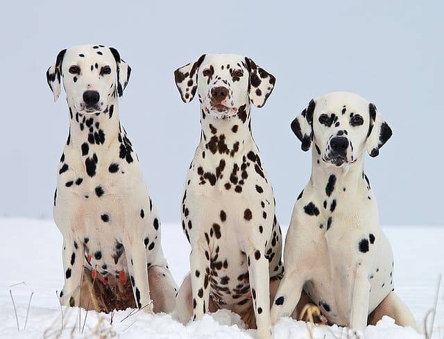 Razze Di Cani Bianchi E Neri Elenco E Caratteristiche