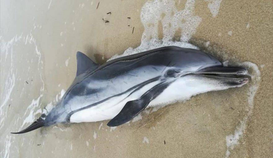 delfini morti toscana