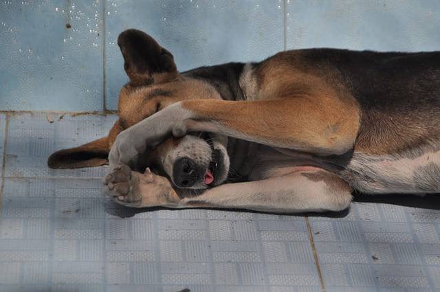 cane trema mentre dorme