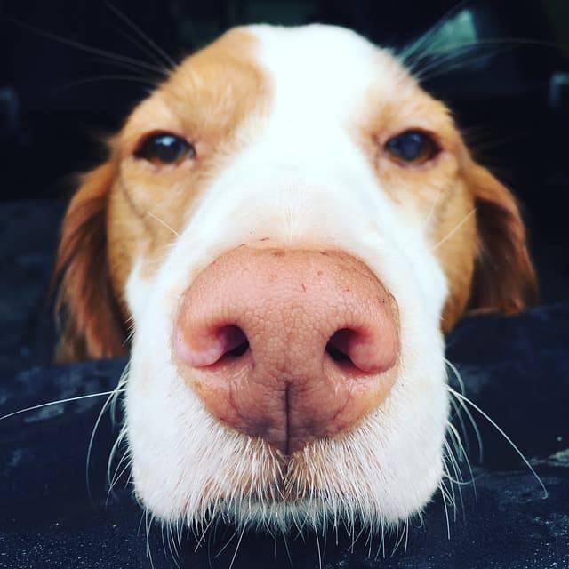 naso cane cambia colore