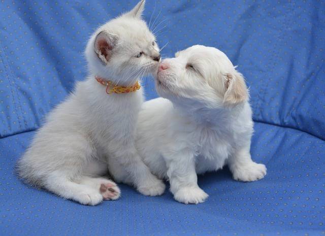 socializzazione cucciolo cane gatto